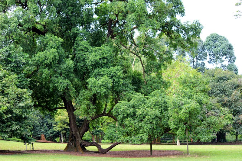 Mystery In The World Nama Pohon  Tanaman Langka Indonesia
