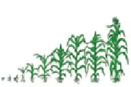 Gambar Jagung dalam Buku K13 Kelas 6 Membaca teks tentang jagung