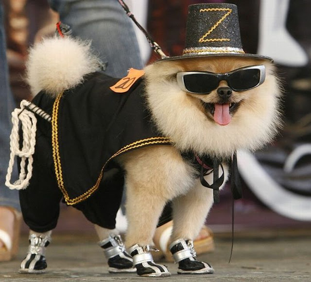 http://4.bp.blogspot.com/-pYL940B83c0/TxB3oCSOlBI/AAAAAAAATQk/WqYjCjjTweQ/s640/dog_costumes_10.jpg