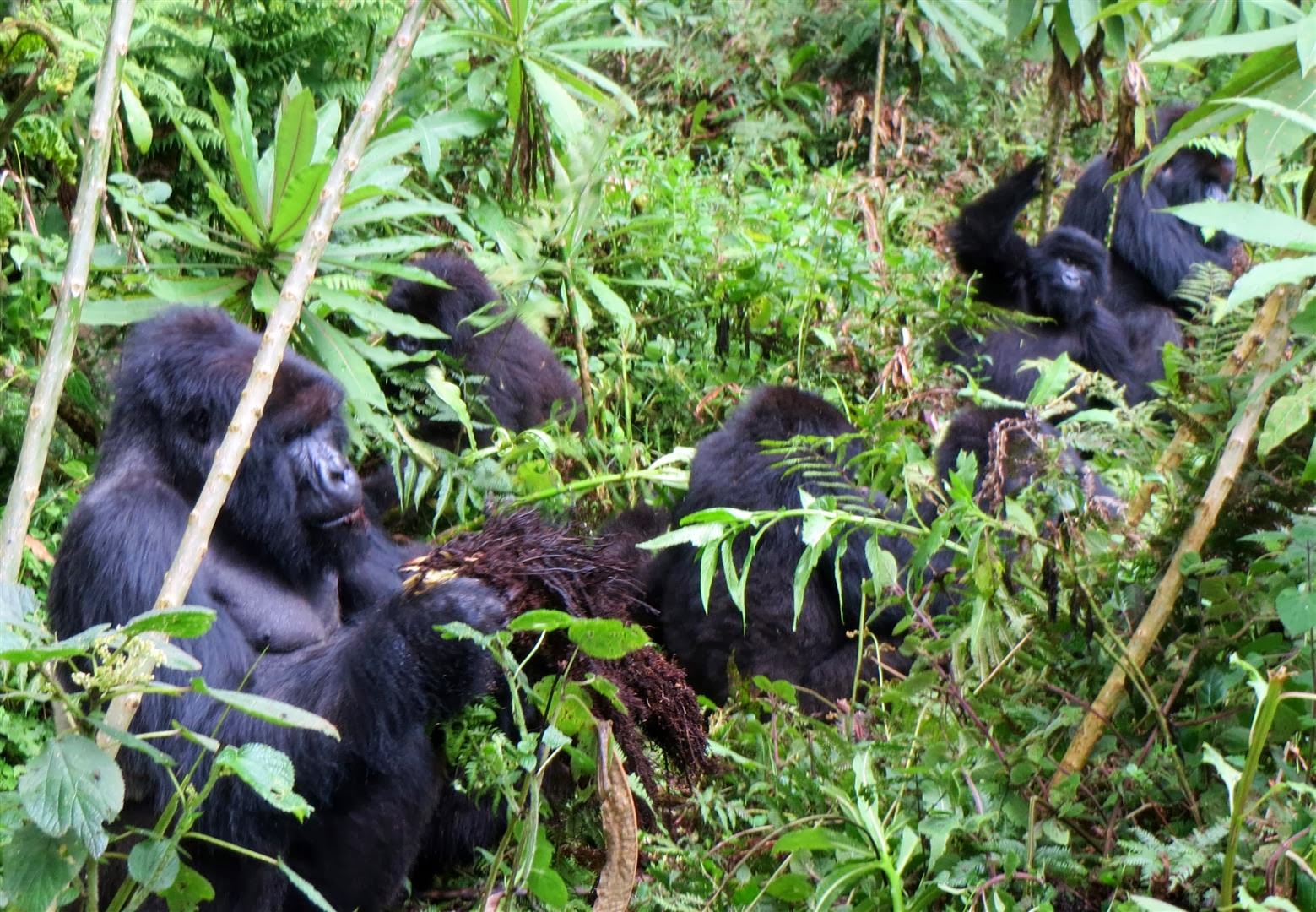 bill-s-excellent-adventures-rwanda