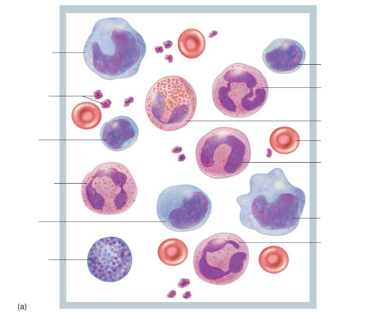 CLASS BLOG: BIO 202 CH. 18 Blood WORKSHEET