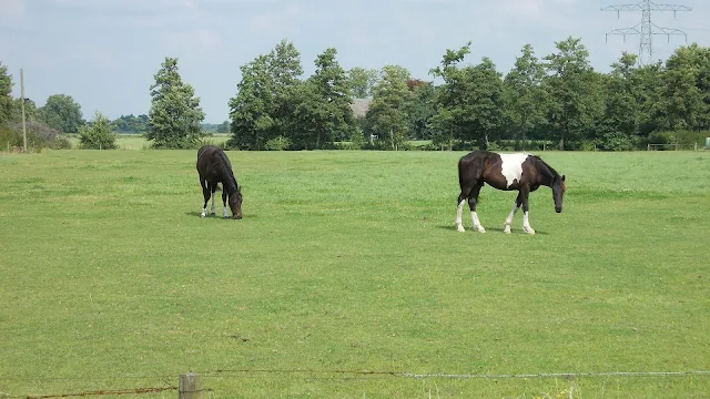 Foto paarden in het weiland