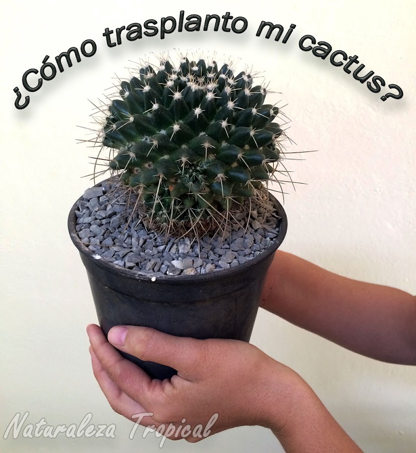 ¿Cómo trasplantar nuestros cactus como un experto?