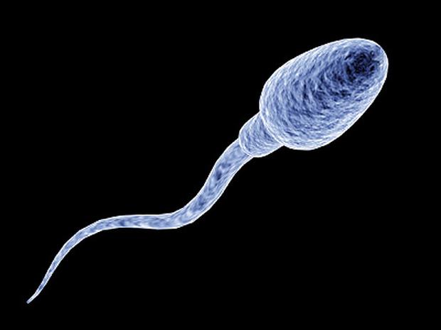 Male fertility