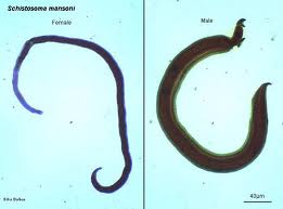 klasifikasi schistosoma mansoni