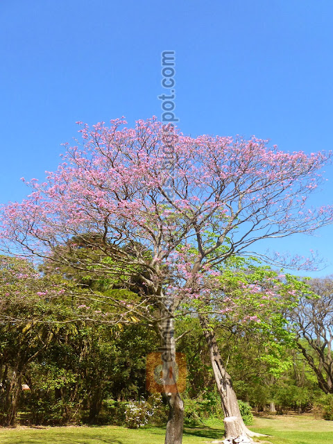 árbol Lapacho de flores rosadas