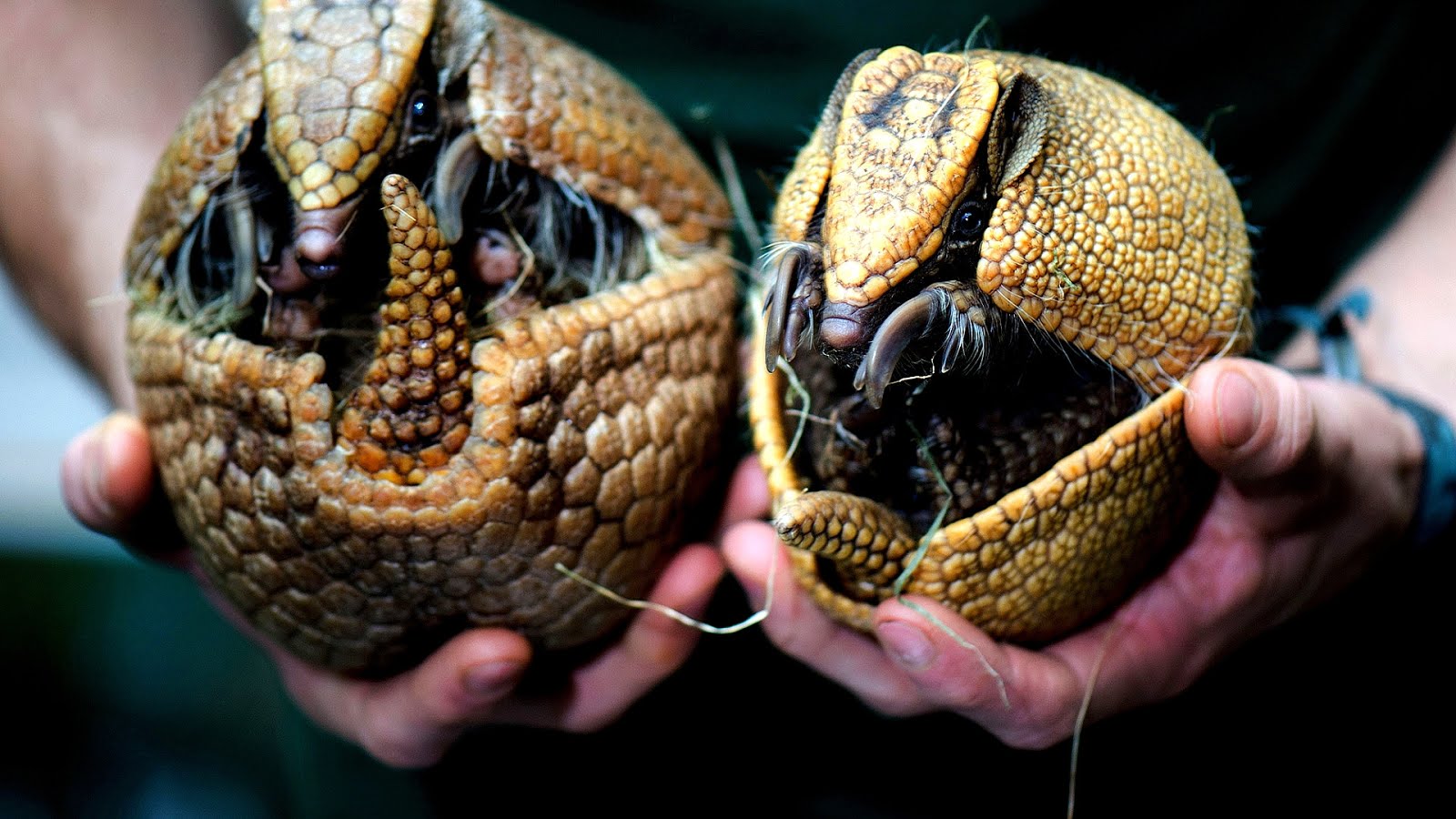 Why Are Armadillos Endangered Danger Choices