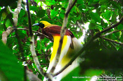 paradise birds raja watching ampat photographers adventure american