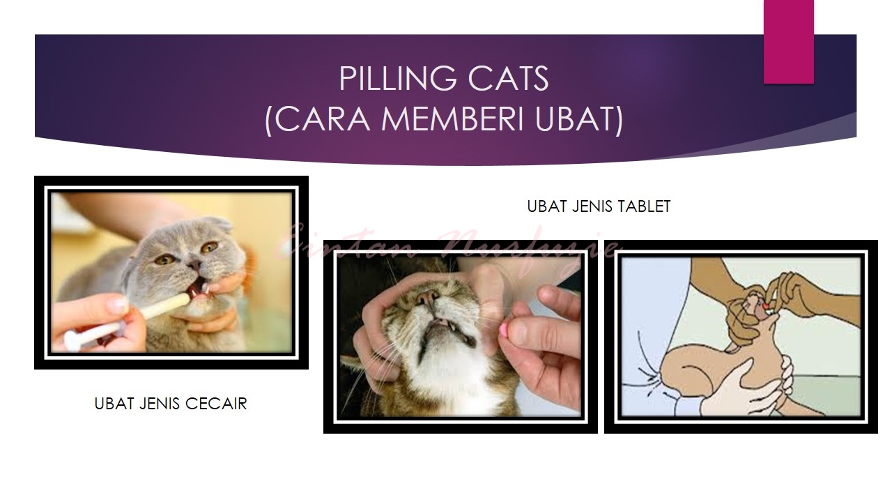 cara bagi kucing makan ubat veterinar kucing sakit cara bagi kucing makan ubat