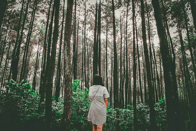 gunung pancar foto keren gunung pancar
