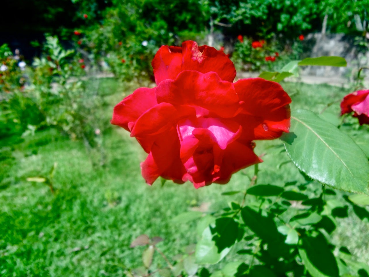 Confira as fotos da beleza e diversidade das flores nos parques do Confira as fotos da beleza e diversidade das flores nos parques do
