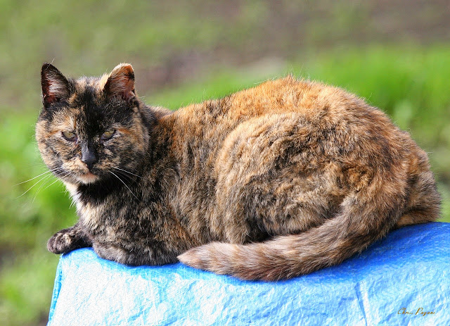 Old tortie feral cat relaxing
