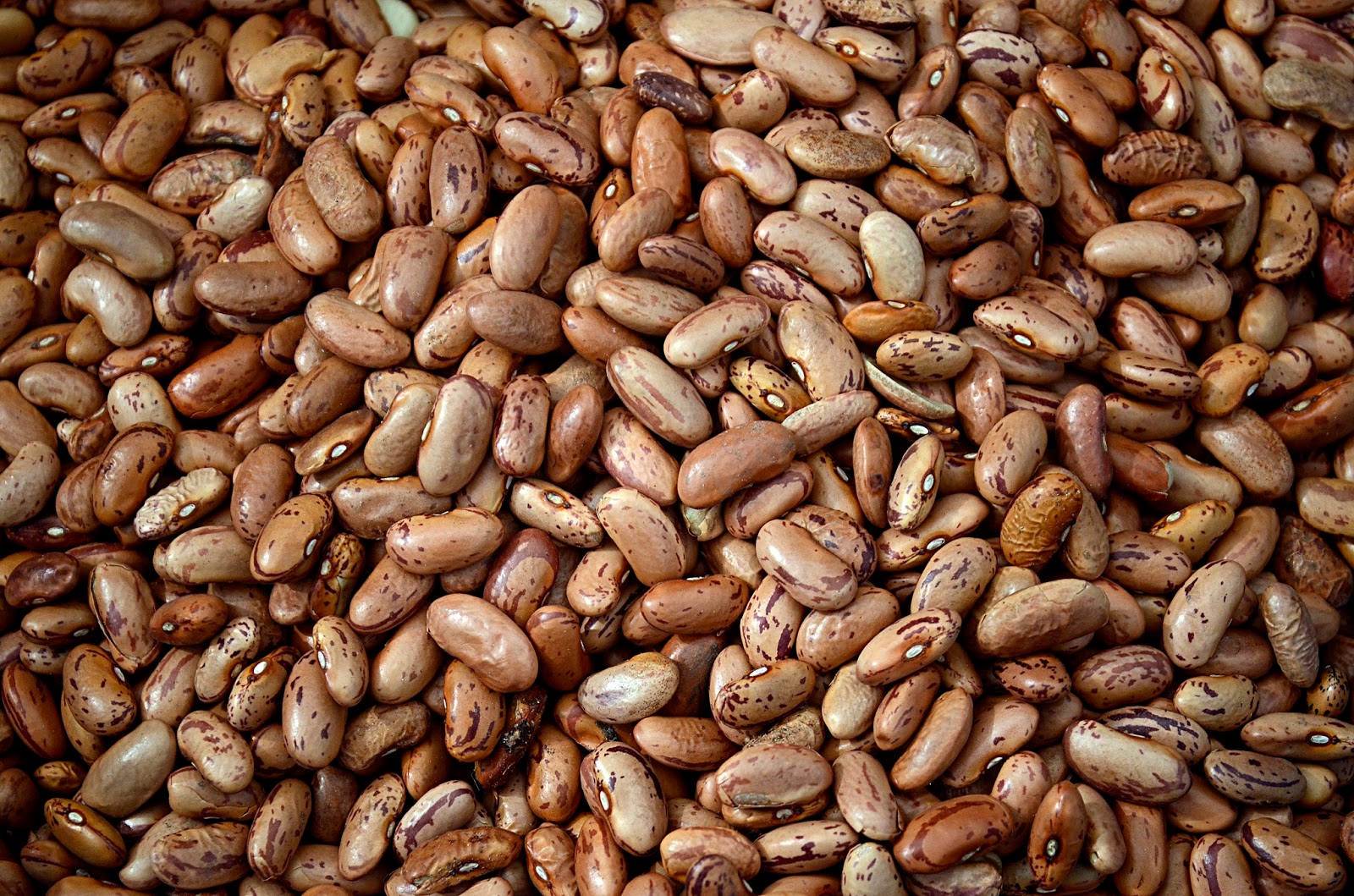 Phaseolus vulgaris seed Phaseolus vulgaris seed
