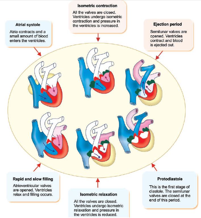 Stages Of The Cardiac Cycle