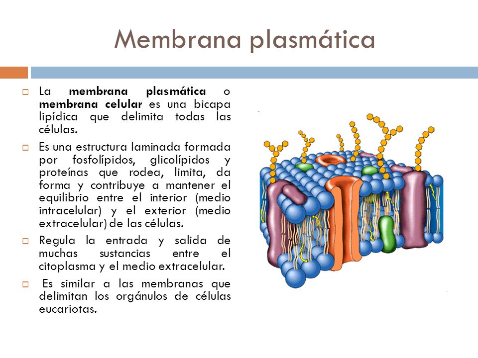 membrana lasmatica