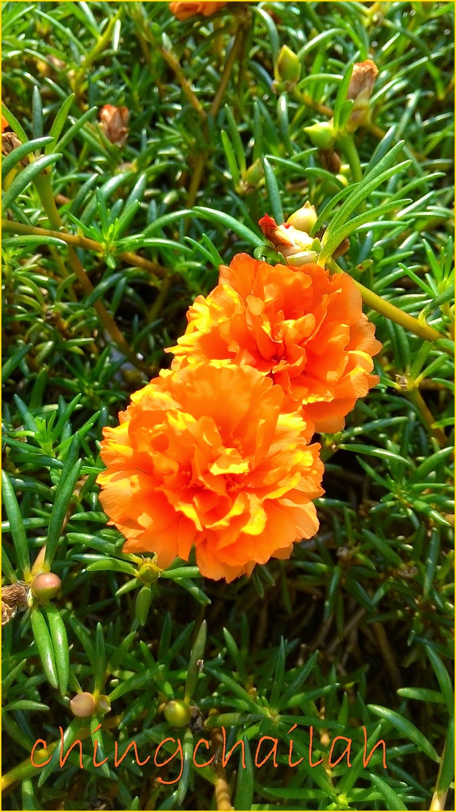 Simple Living In Nancy JAPANESE ROSES OR PORTULACA GRANDIFLORA HYBRID