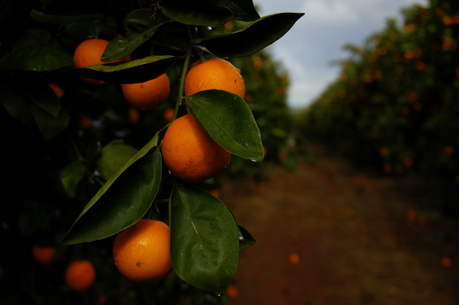 Amy's Garden Orange Groves in Mildura
