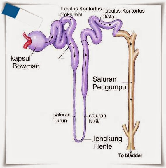 Proses pembentukan urine | Analis Kesehatan