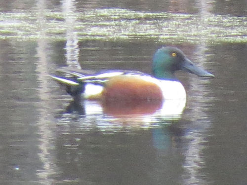 northern shoveler duck