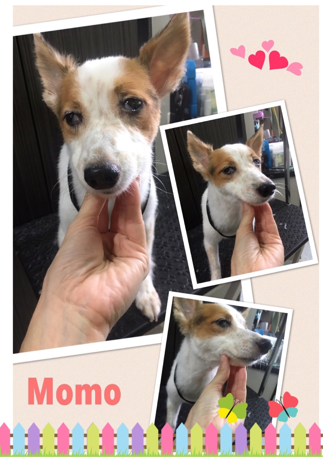 Momo has a tender loving home Mobile Dog Stylists Pet Grooming