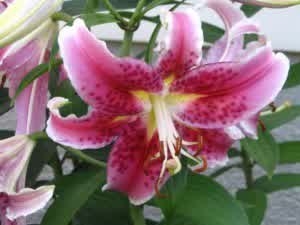 About the Lily Flower and Plant Cultivation Method Lily Right