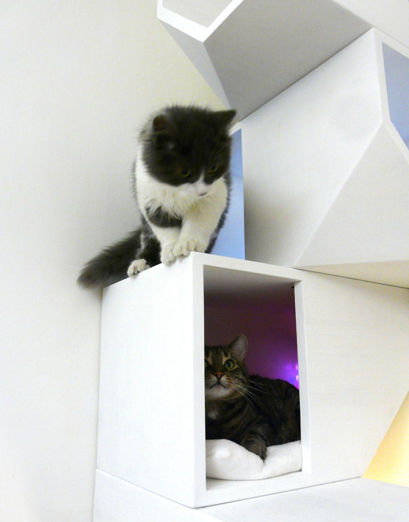 Catissa una casa modular para gatos