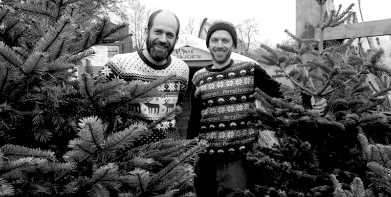 Bristol Christmas trees delivered Nordmann Fir non drop Christmas trees for delivery Bristol UK