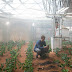En el suelo de Marte se pueden cultivar Plantas