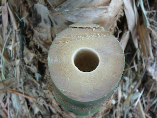 Cut portion of Beema Bamboo