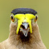 Yellow-wattled Lapwing