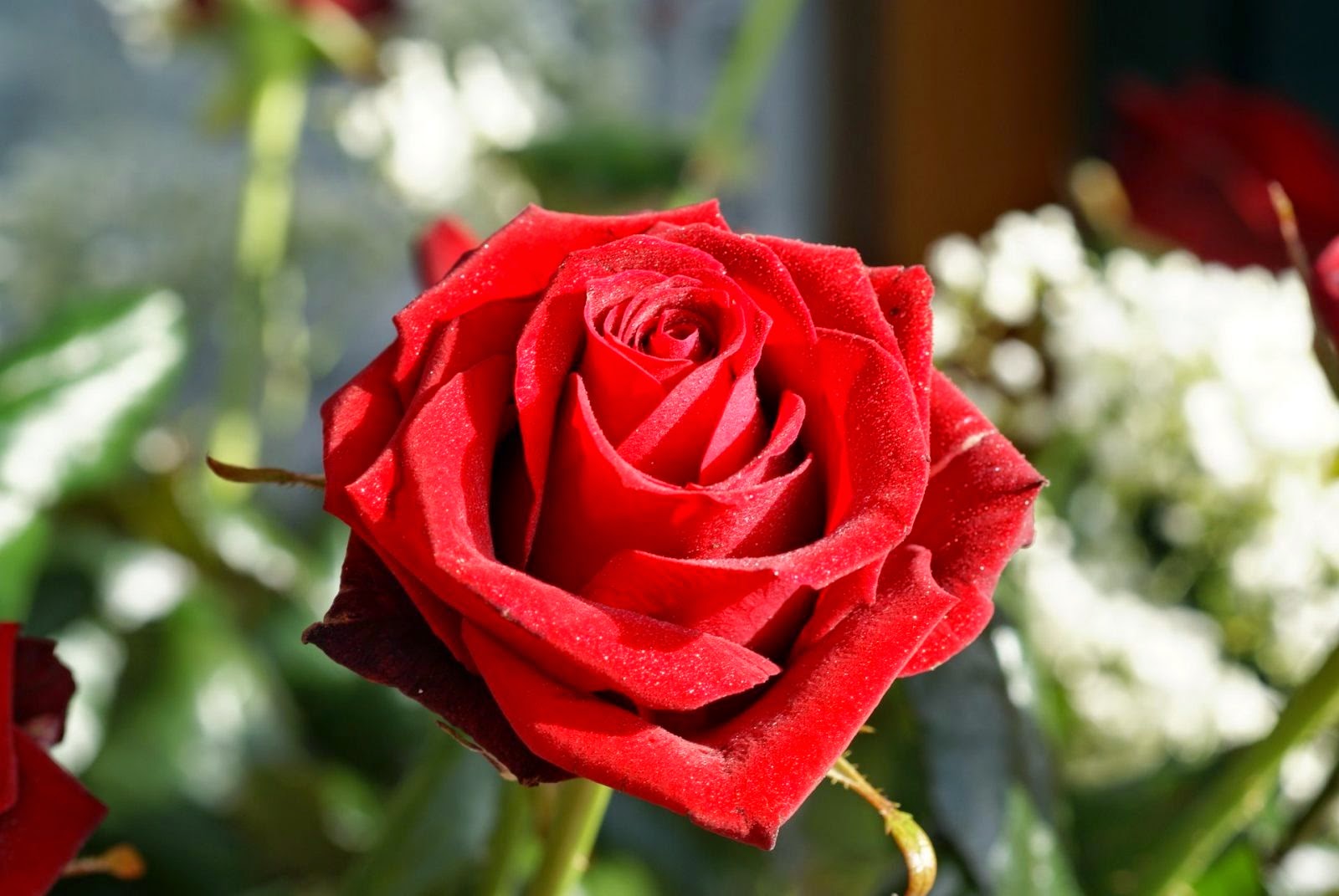 Exportacion de Rosas 