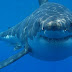 Τα είδη καρχαριών στην Ελλάδα!!!Shark species in Greece!!! ΚΑΠΟΙΟΙ ΕΙΝΑΙ ΑΚΙΝΔΥΝΟΙ ΑΛΛΑ ΚΑΠΟΙΟΙ ΦΟΒΕΡΑ ΕΠΙΚΙΝΔΥΝΟΙ ΚΑΙ ΞΕΠΕΡΝΟΥΝ ΤΑ 6 ΜΕΤΡΑ.... Είναι σημαντικό να γνωρίζουμε τα είδη των καρχαριών και την επικινδυνότητά τους για να ξέρουμε πως θα αντιδράσουμε αν τύχει να συναντήσουμε κάποιον....2 ΒΙΝΤΕΟ ΕΛΛΗΝΙΚΑ
