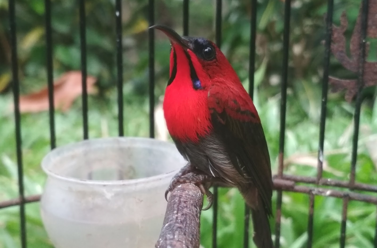 gambar burung sepah raja