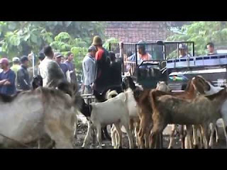 perlakuan setelah membeli kambing atau sapi dari pasar perlakuan setelah membeli kambing atau sapi dari pasar
