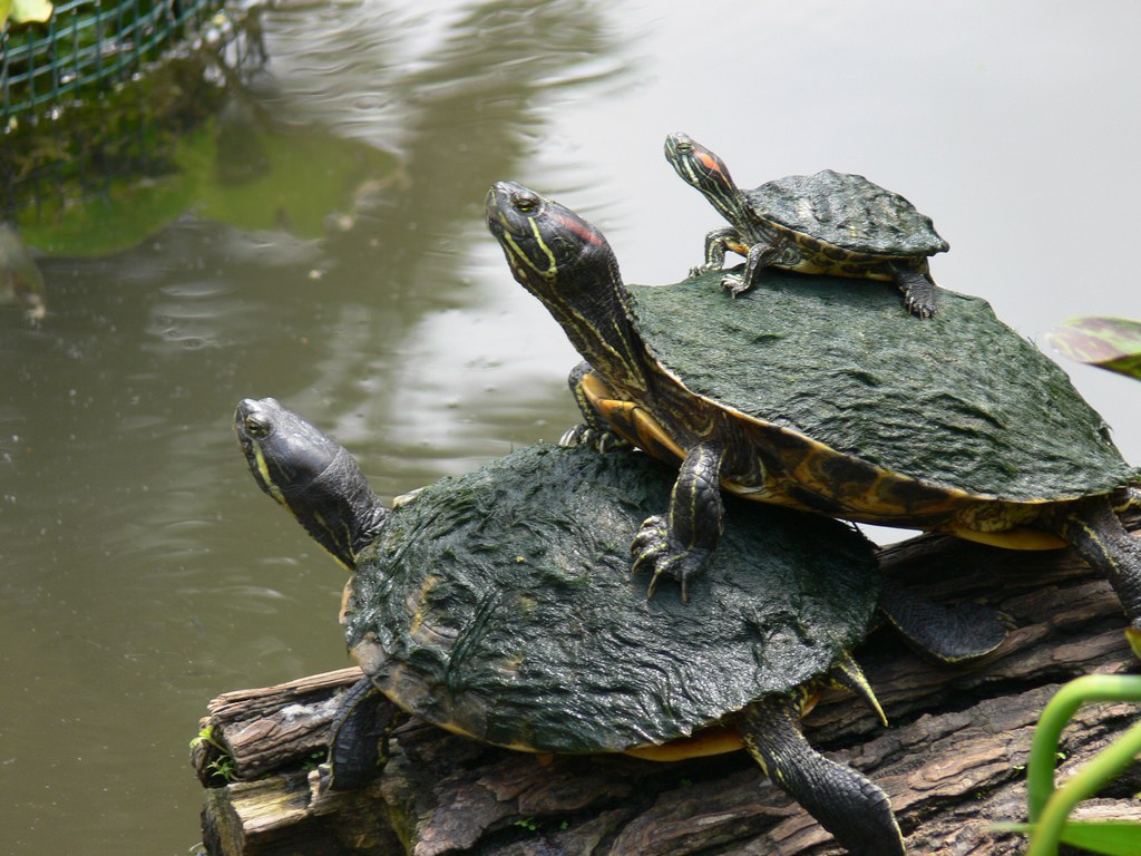 Redeared Slider Turtle Information and Pictures For Tortoise Lovers Amazing Pets For You