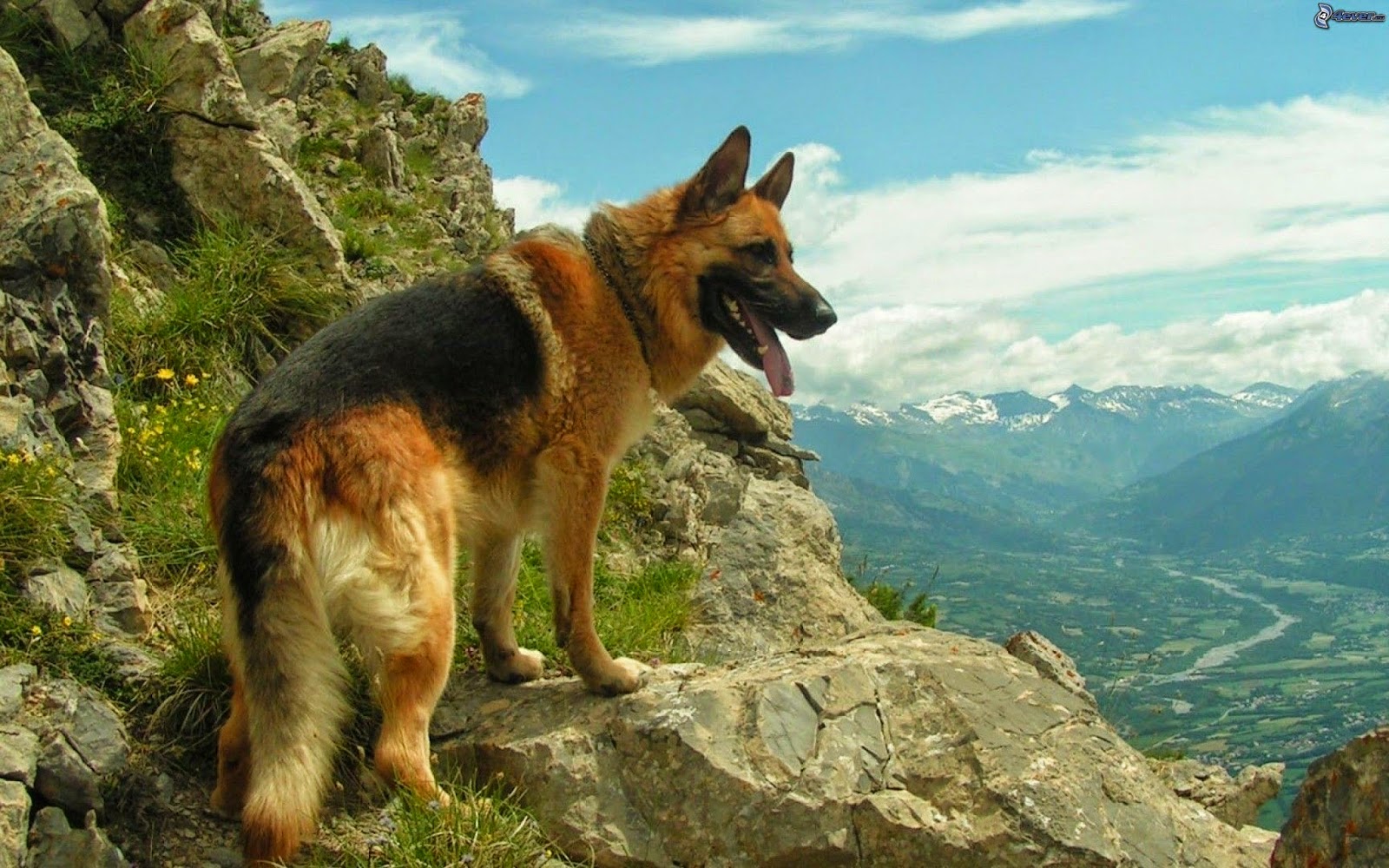 i cani possono annusare il cancro alla prostata