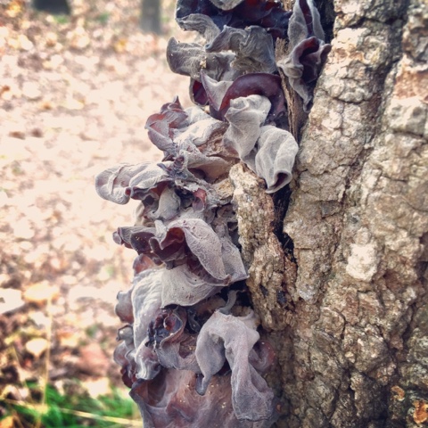 The Foraged Foodie Spicy Sour Sichuan Wood Ear Mushroom Salad Vegan Foraged Wild Mushrooms