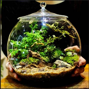 Model Aquarium Toples Unik Harga Murah Aneka Budidaya