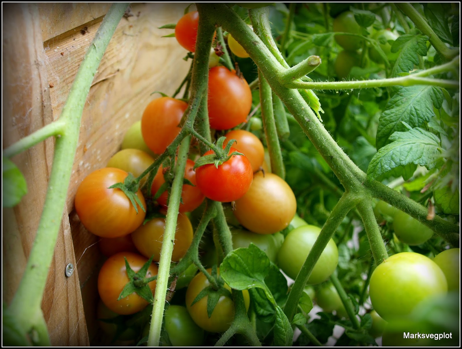 Mark's Veg Plot A technique for growing trailing tomatoes