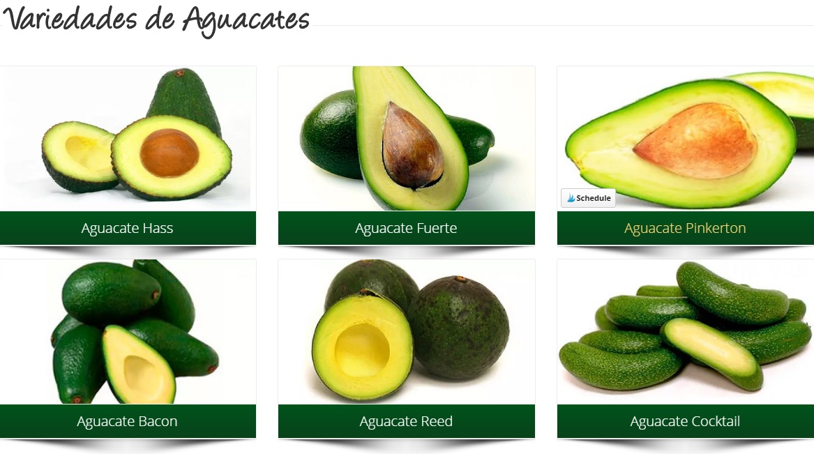 Aguacate fitness cetosis