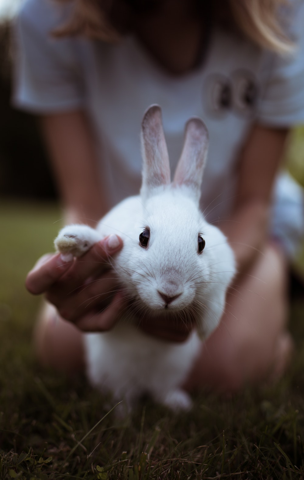 rabbit images