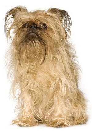 The dog in world: Brussels Griffon dogs