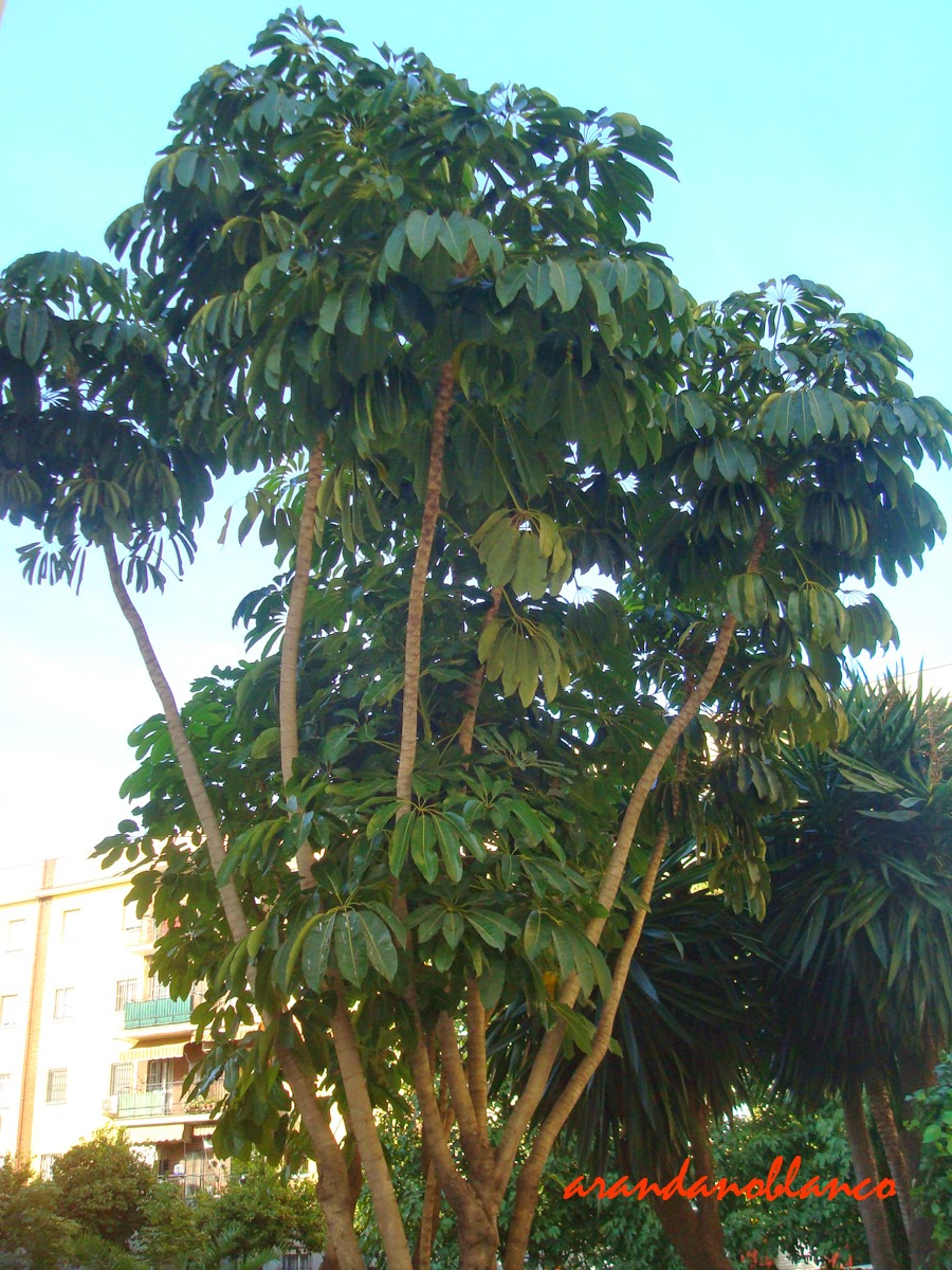 elarbolmiamigo-encinarosa: actinophylla / Árbol paraguas / Árbol pulpo