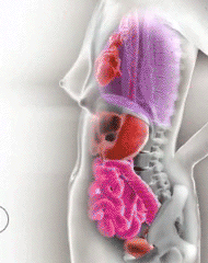 Ilustração interativa mostrando modificações físicas ao longo da gravidez