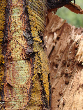 Eco Suesca : ARBOLES EN SUESCA