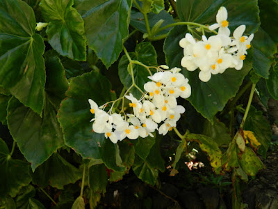 Begonia vincentina at Diamond Botanical Gardens Soufriere St. Lucia by garden muses-not another Toronto gardening blog