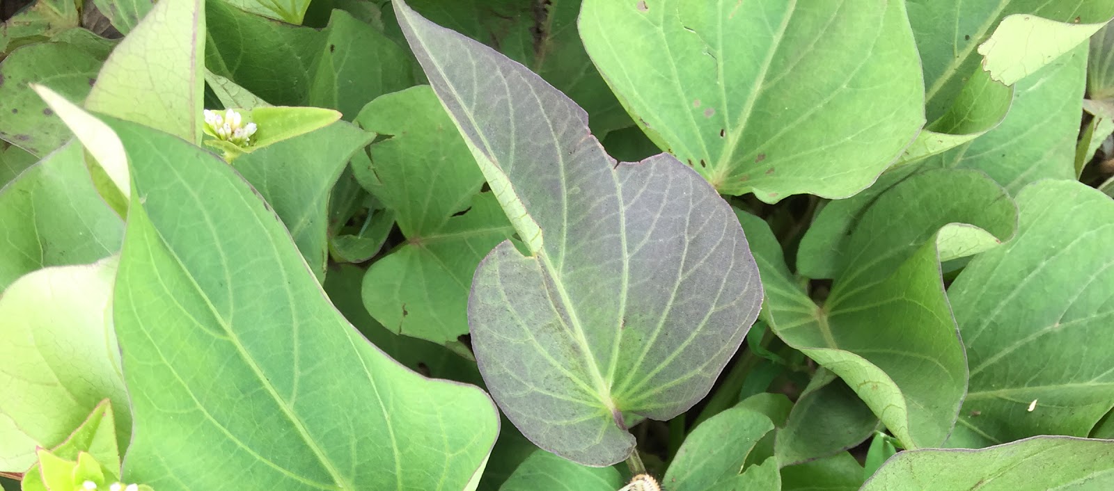 Health Benefits of Sweet Potatoes leaves Grace Ngo Foundation