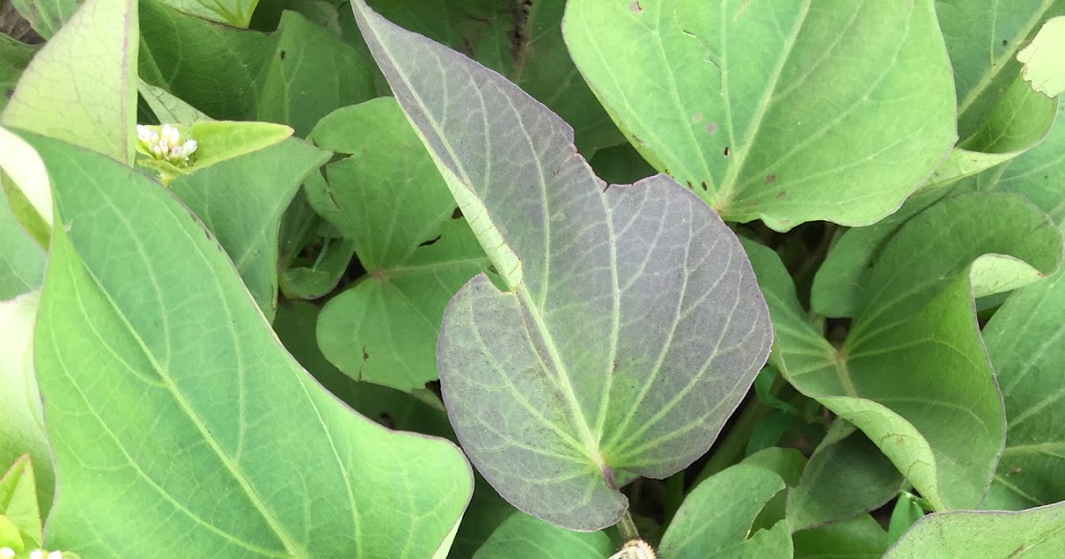 Health Benefits of Sweet Potatoes leaves Grace Ngo Foundation