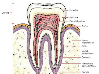 Estructura de un diente