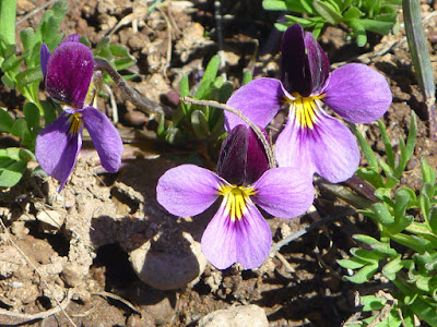 Beckwith violets